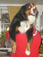 kn&auml;hunden Wimppe