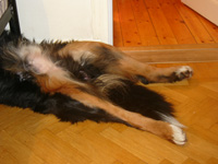 tadetlugnt